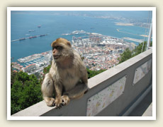 Místní divoce žijící opice pózují před fotoaparáty