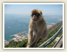 Místní divoce žijící opice pózují před fotoaparáty