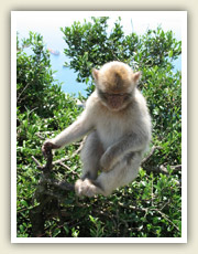 Místní divoce žijící opice pózují před fotoaparáty