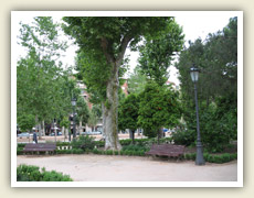 Pomerančovníky v ulicích