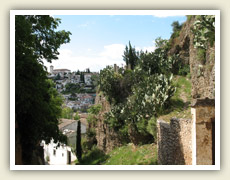 Kde nic neroste, tam jsou kaktusy