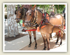 Jezdci na krásných koních