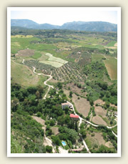 Rokle v centru města