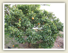 I tady rostou pomeranče